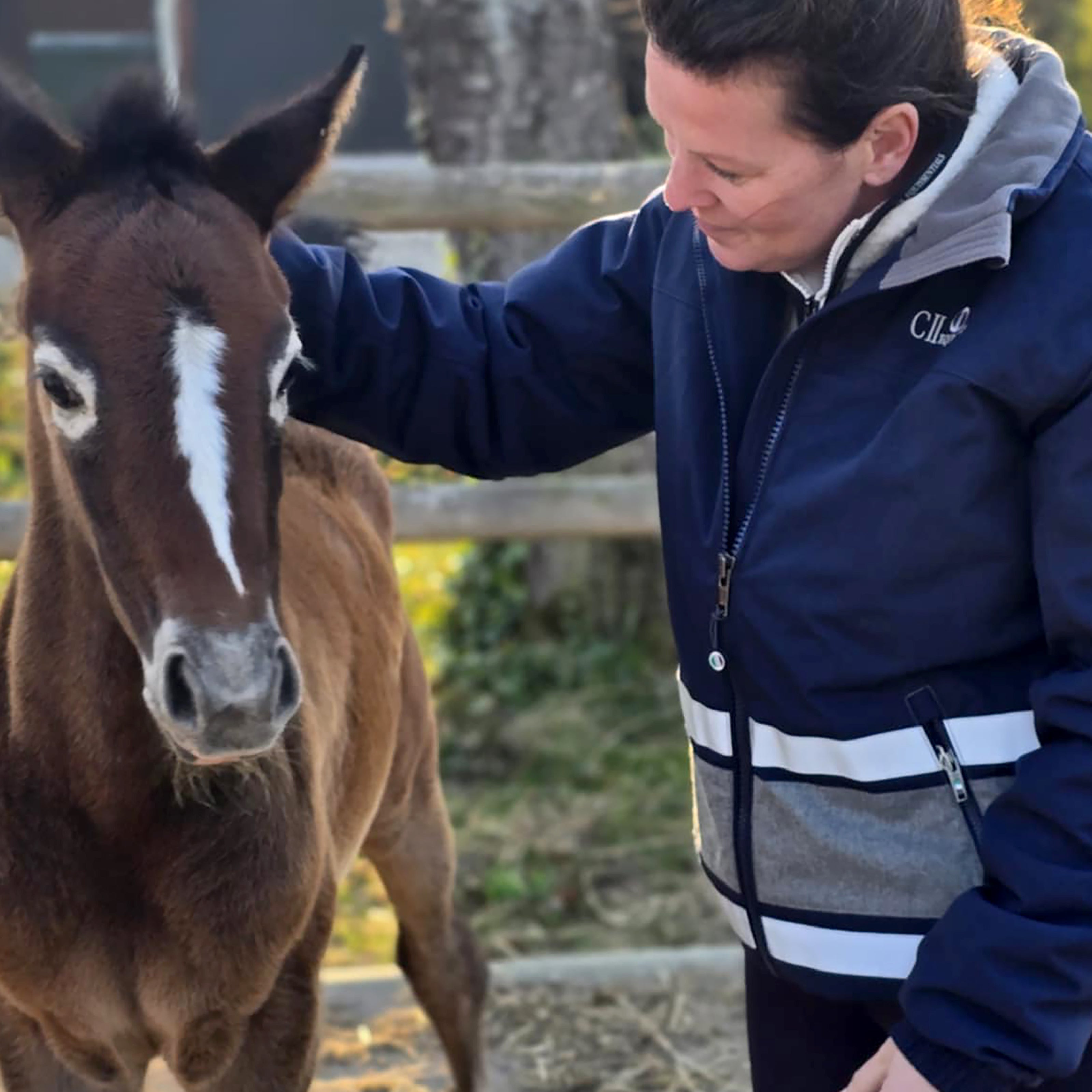 ALLENSWORTH Grooms Stable Jacket Navy (Black Iris)